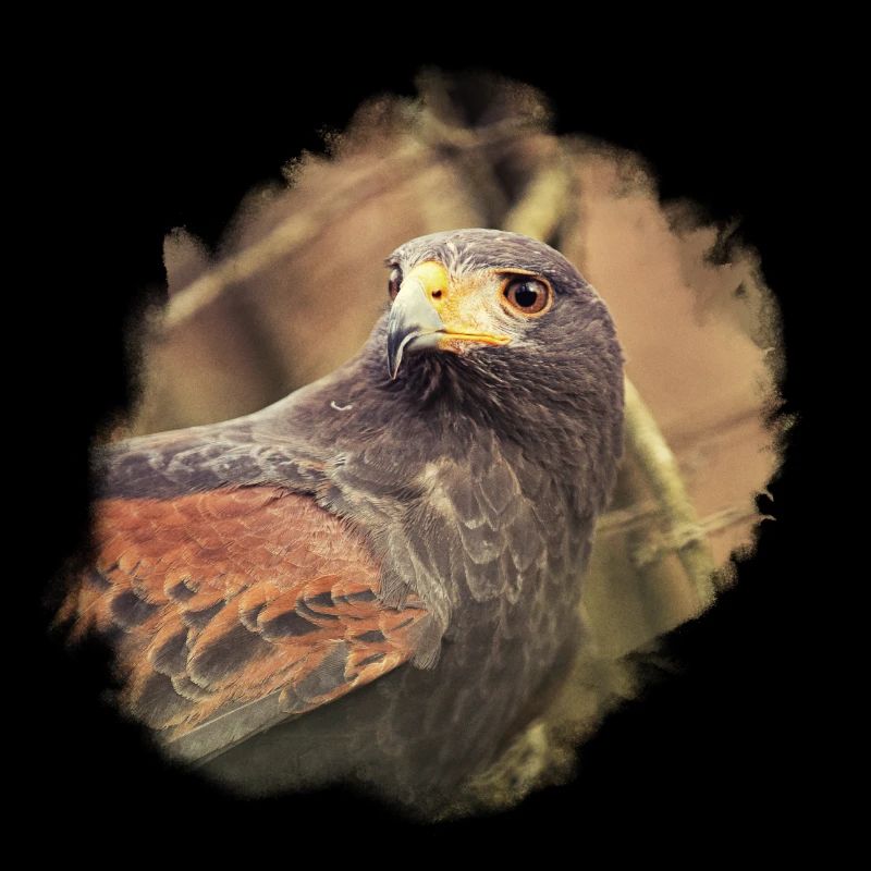 Luzie Harris Hawk