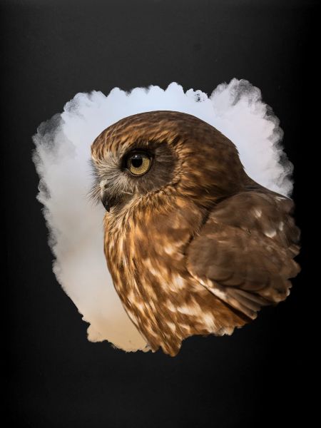 Conception de hibou