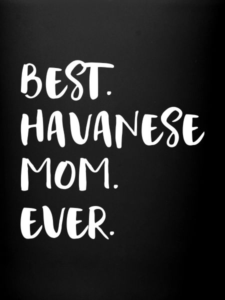 Havanese Havanese
