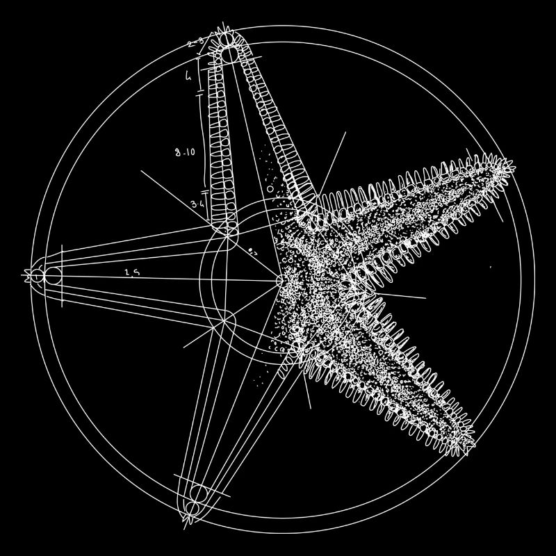 étoile de mer blanche