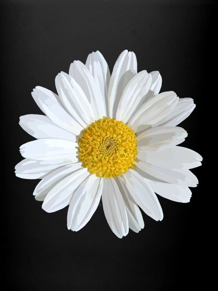 Hvide tusindfryd blomstrer