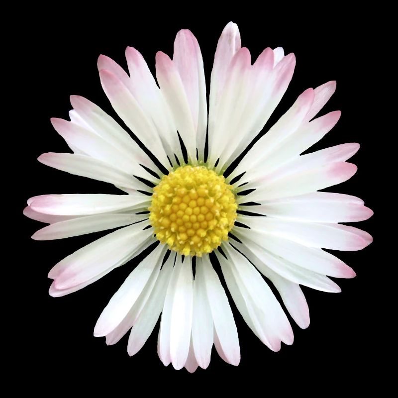 Gänseblümchen Margeriten Blume, Blüte, blumig