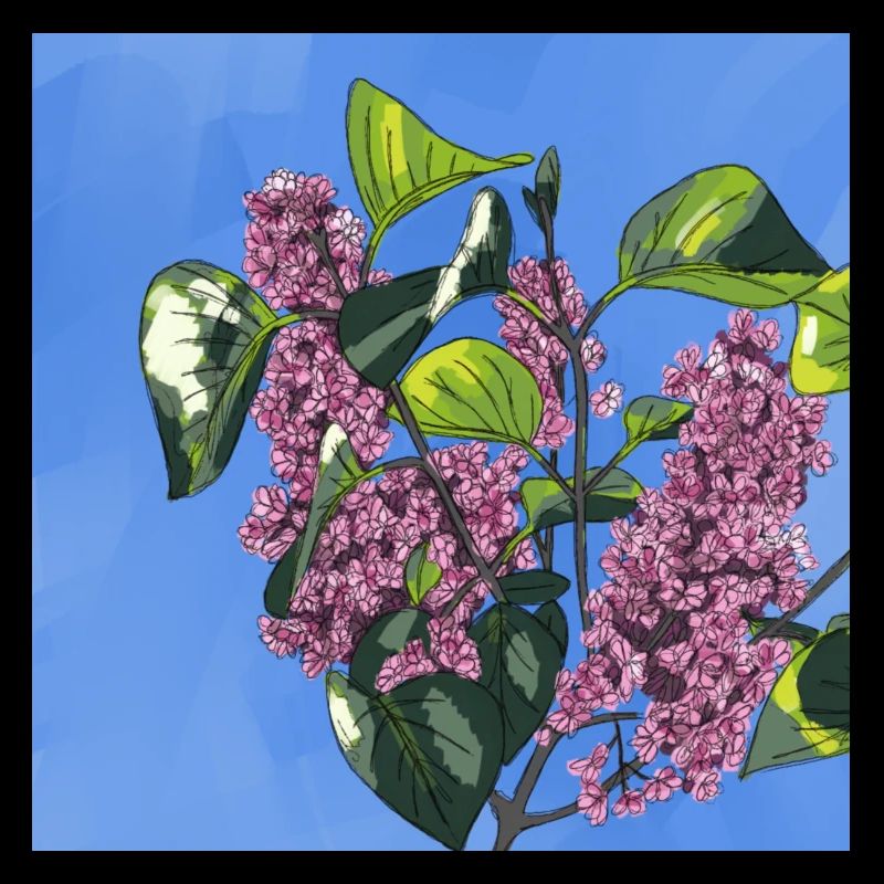 Lilac bush