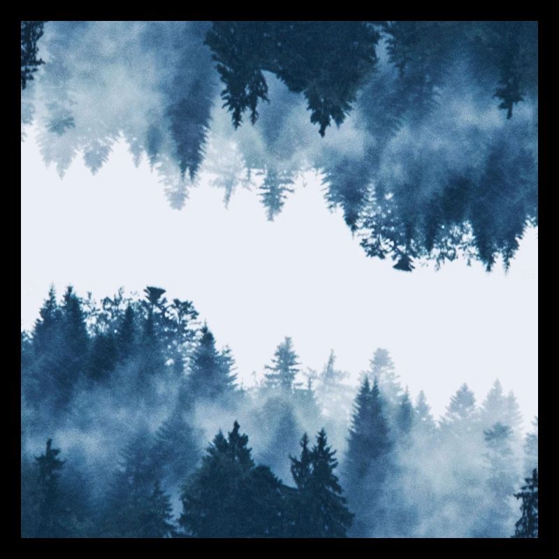 Forêt dans le brouillard