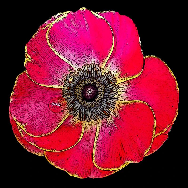 Coquelicot