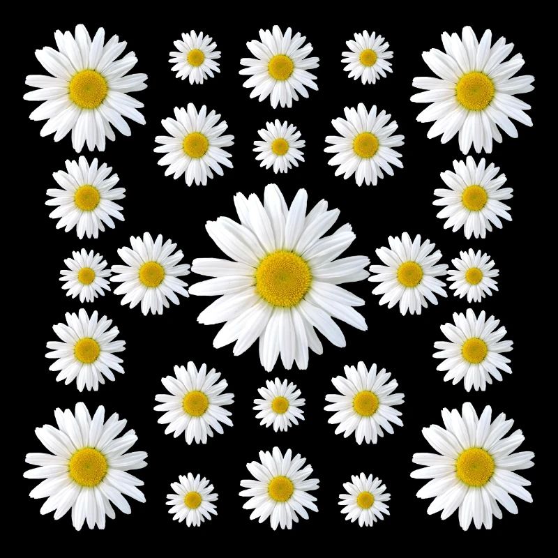 Margeriten Blume Gänseblümchen Blüte blumig floral