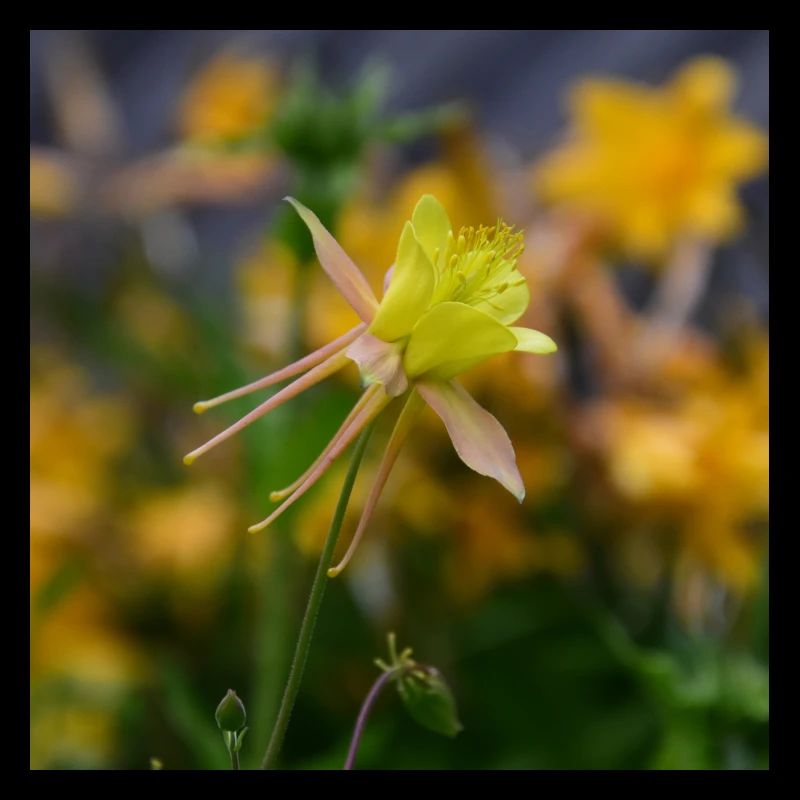 Ancolie - Aquilegia