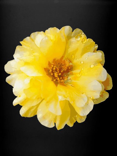 Portulaca