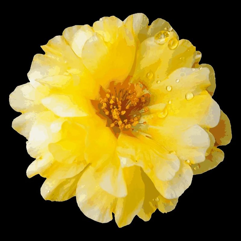 Portulaca
