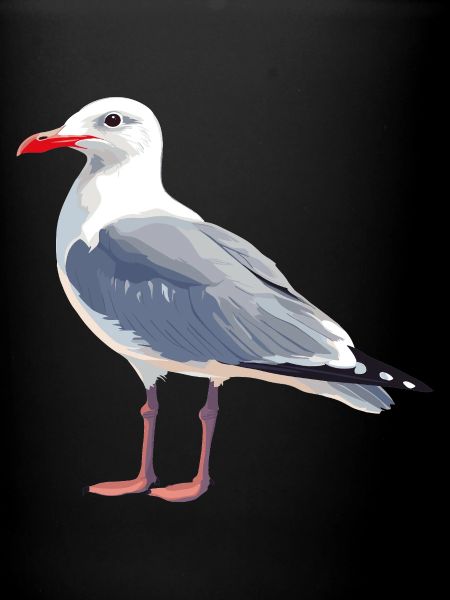 Mouette