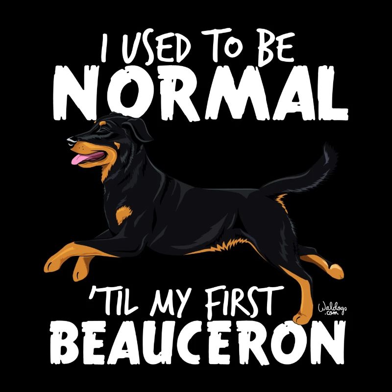 beauceronnormal2