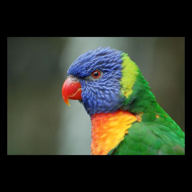 Honigpapagei alias Loris