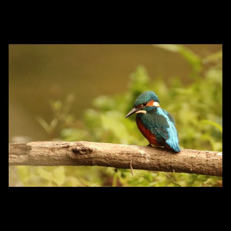 Eisvogel