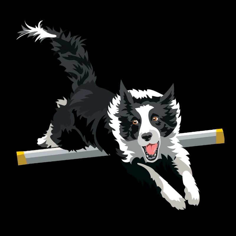border collie saut agility