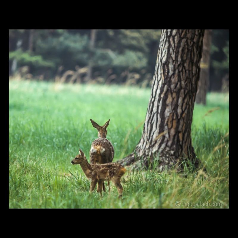 Reh mit Kitz