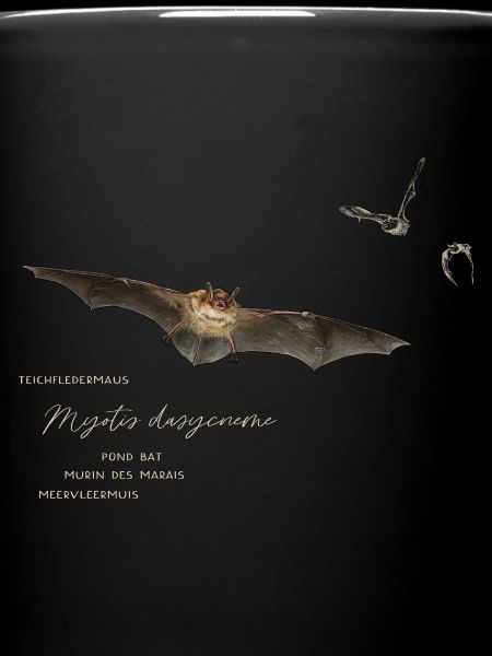 Pond bat
