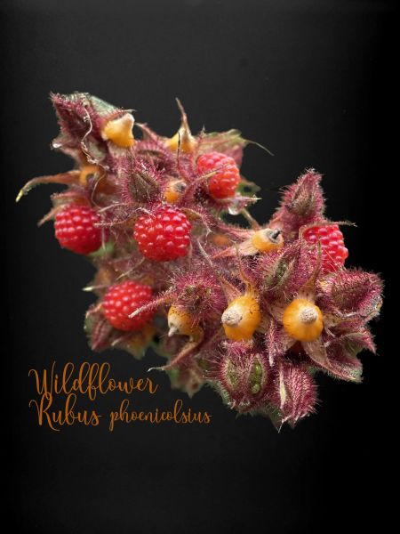 Rubus