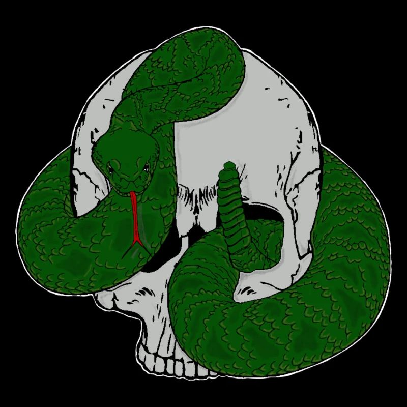 Crâne de serpent Ratel