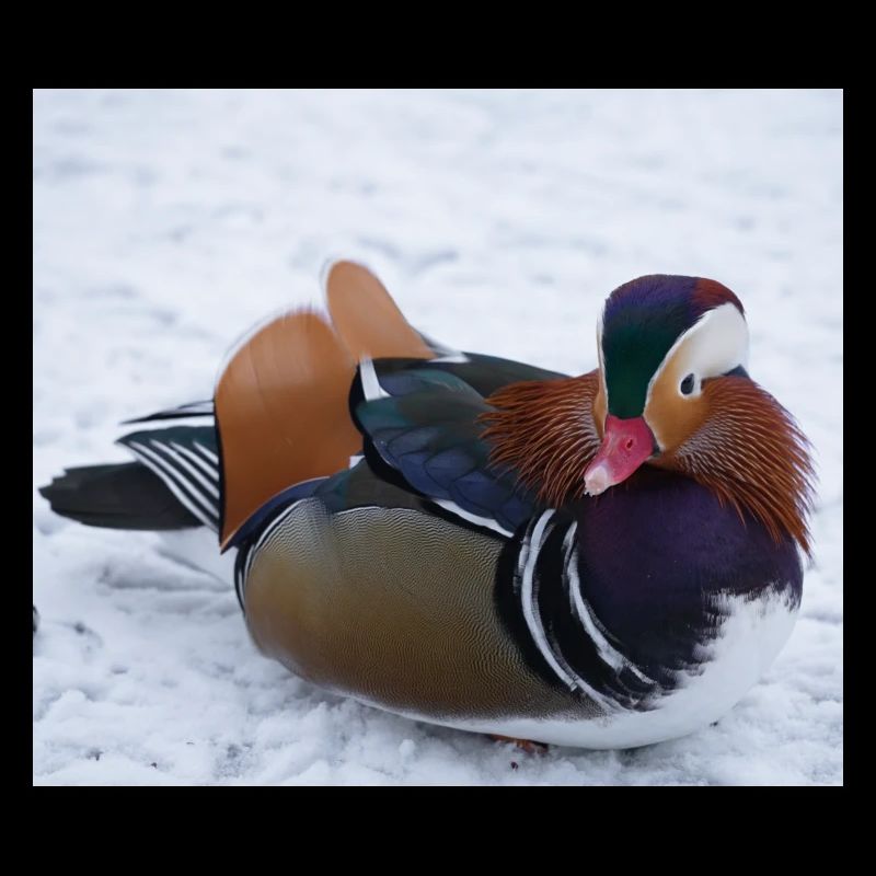 Canard mandarin