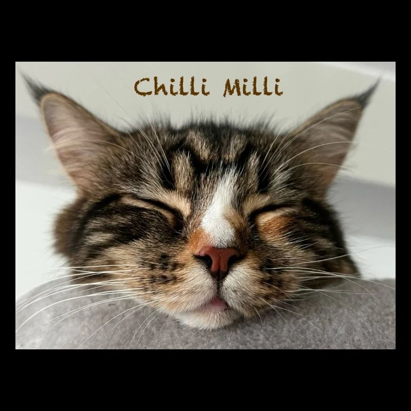 Katze Chilli Milli