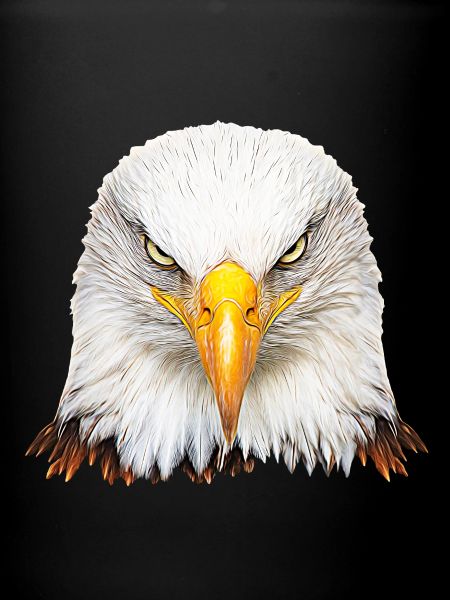 Bald eagle