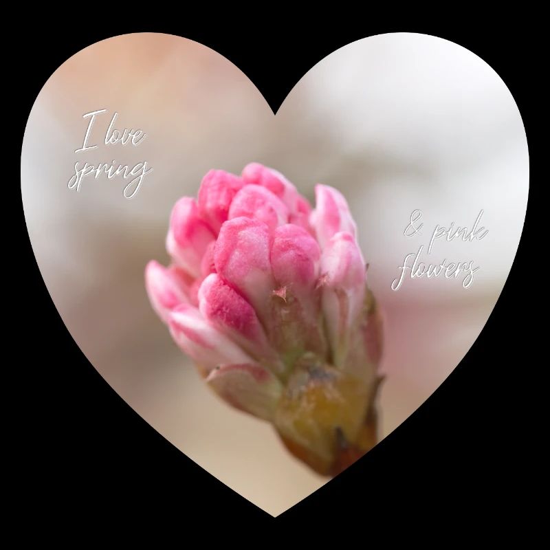 Spring love a pink blossom heart
