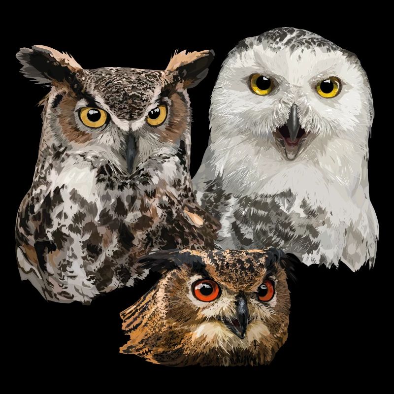 Owls