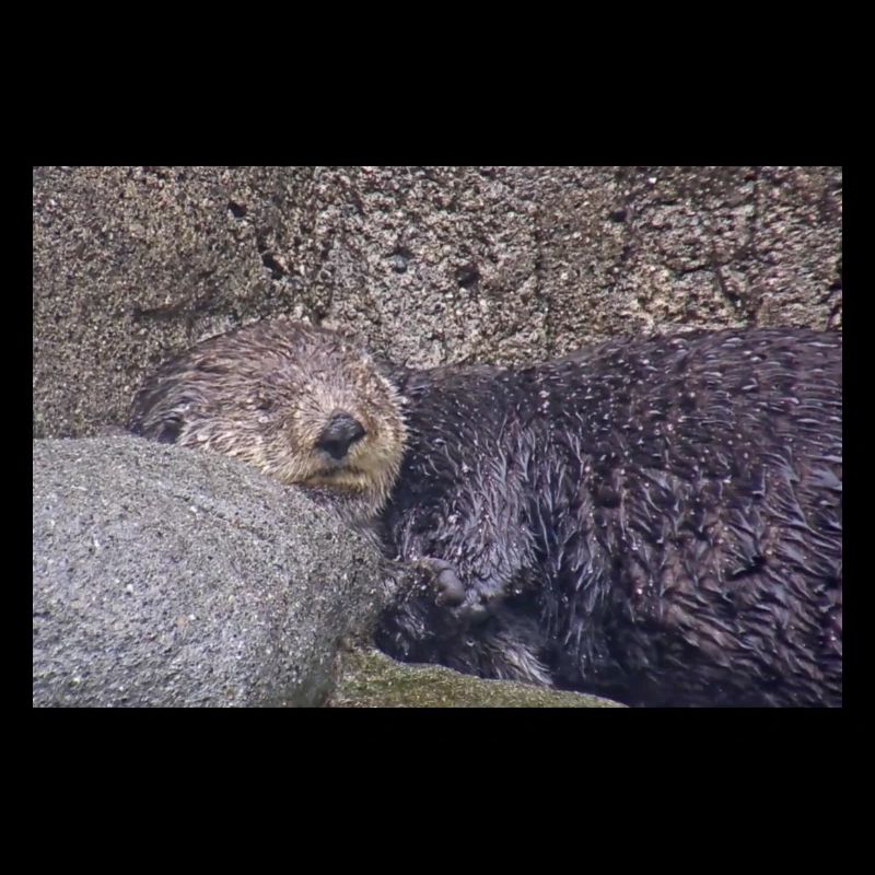 Kleiner Otter macht ein süßes Nickerchen
