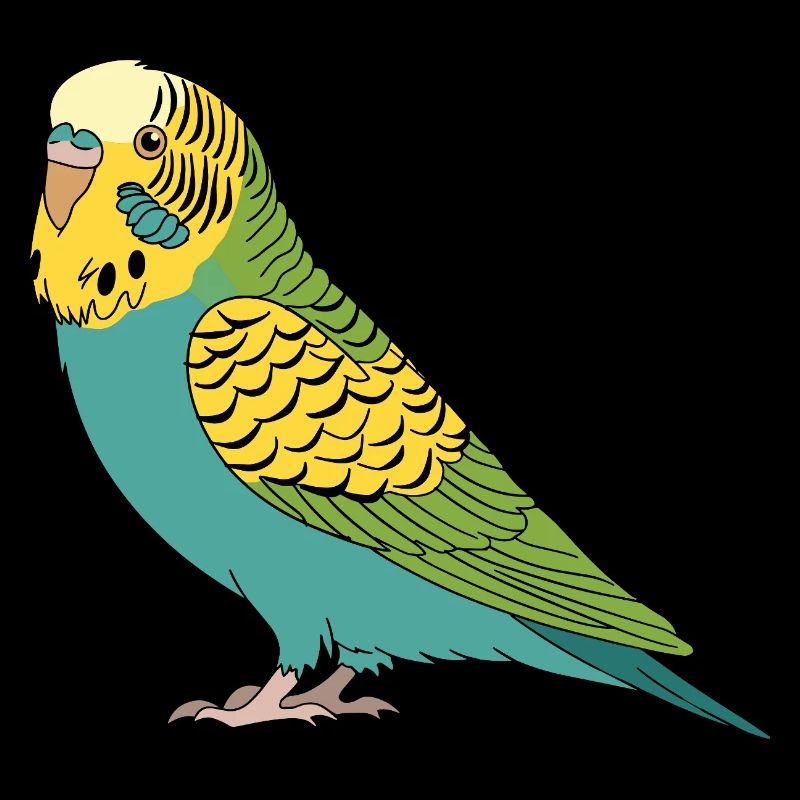 Perruche perruche turquoise vert jaune