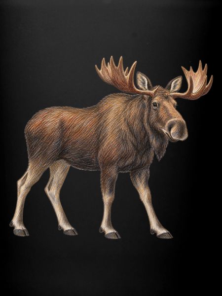 Majestätischer Elch