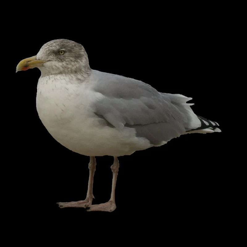 Seemöwe am Strand Illustration