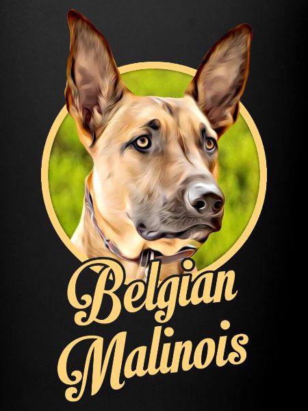 Belgian Shepherd Malinois