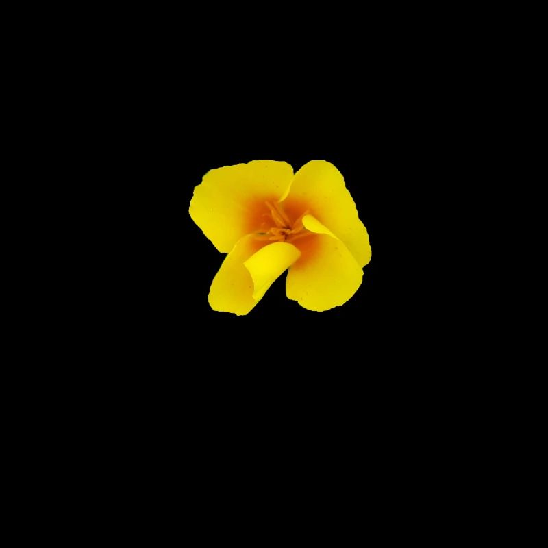 Mohnblüme