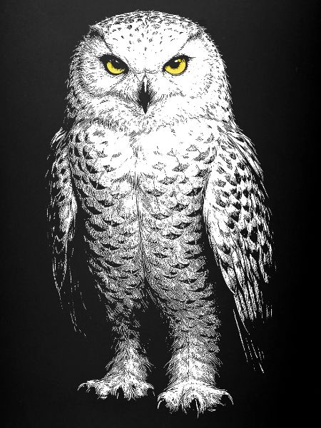 Schneeeule