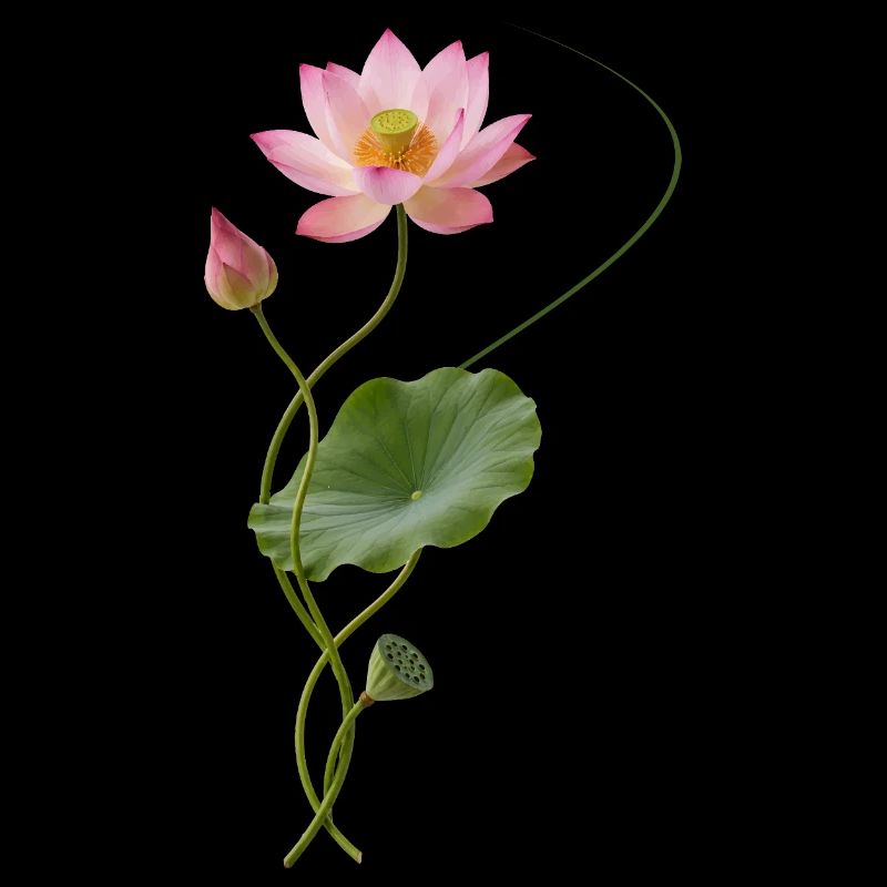 Lotus courbé dans le style zen