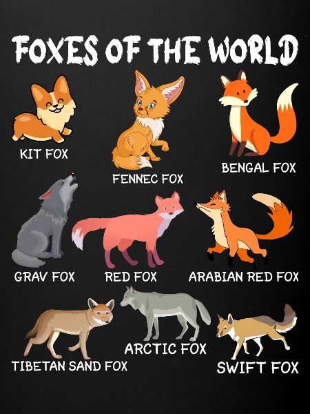 Fuchs Füchse Waldtier Rotfuchs