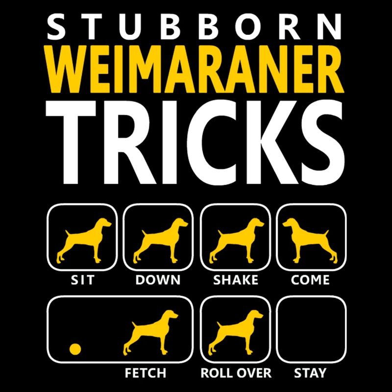 Astuces weimaraner tenaces