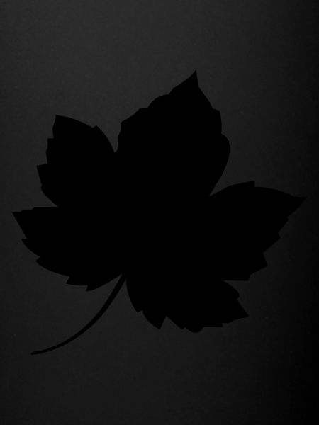 leaf