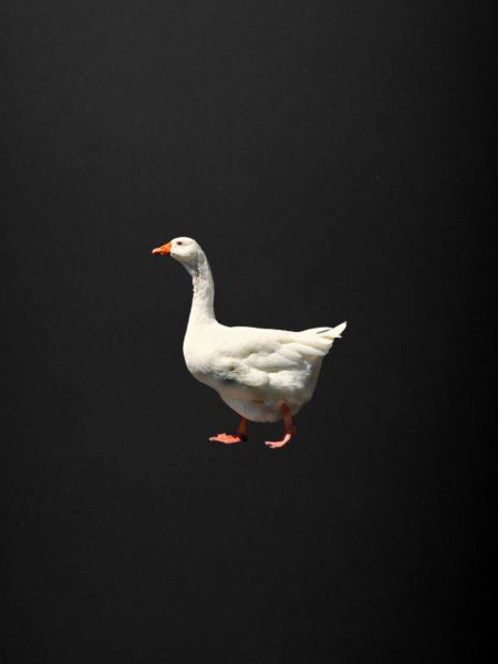 Goose