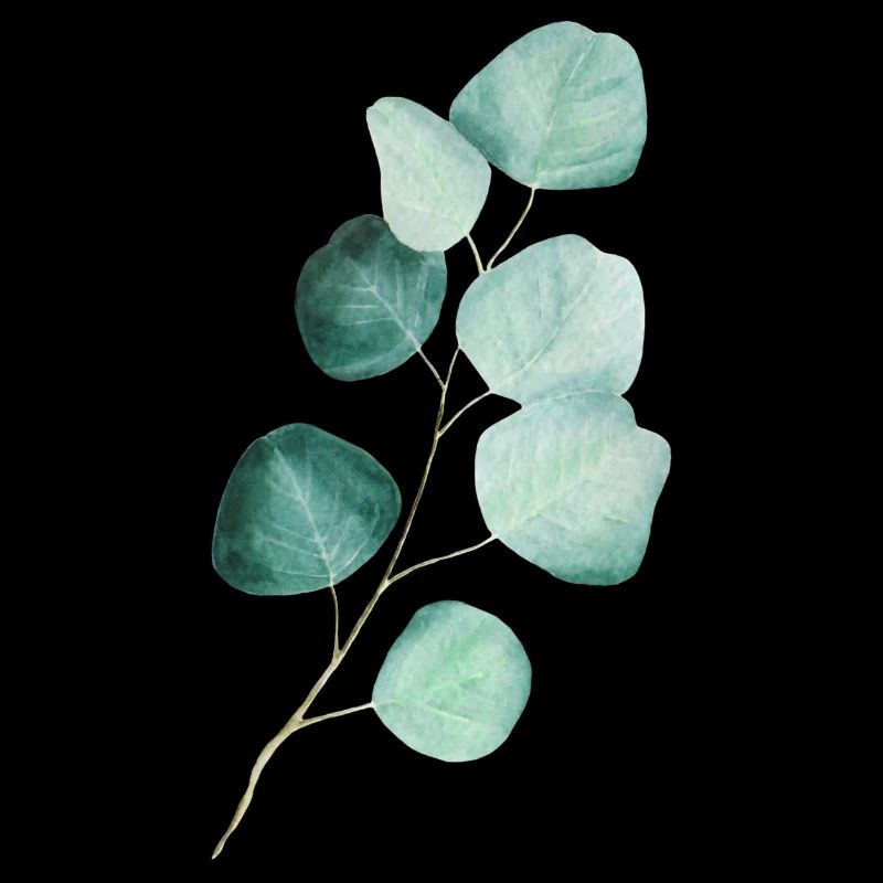 Eucalyptus