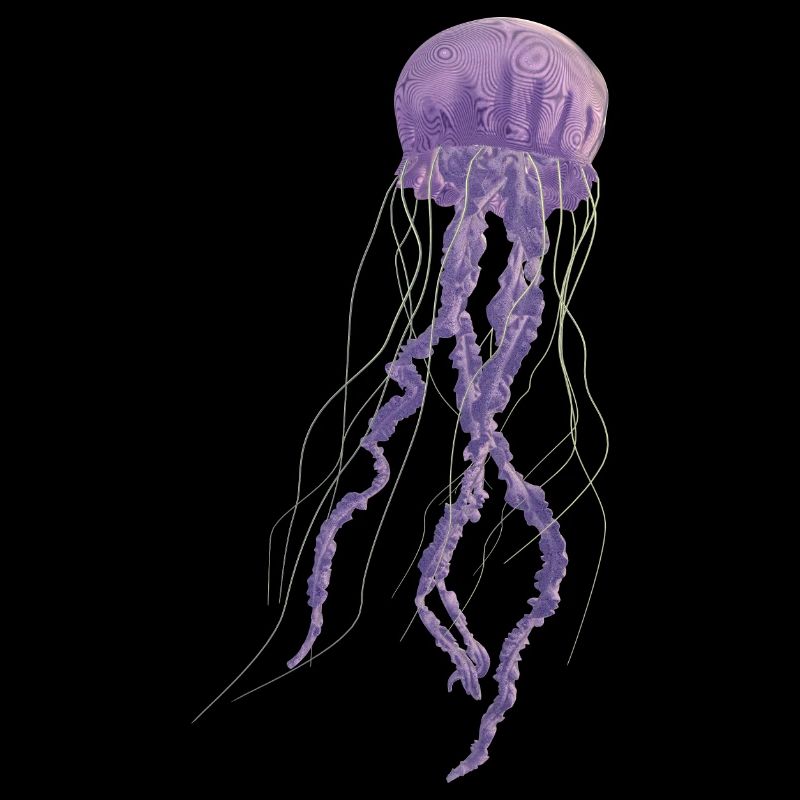 Jellyfish