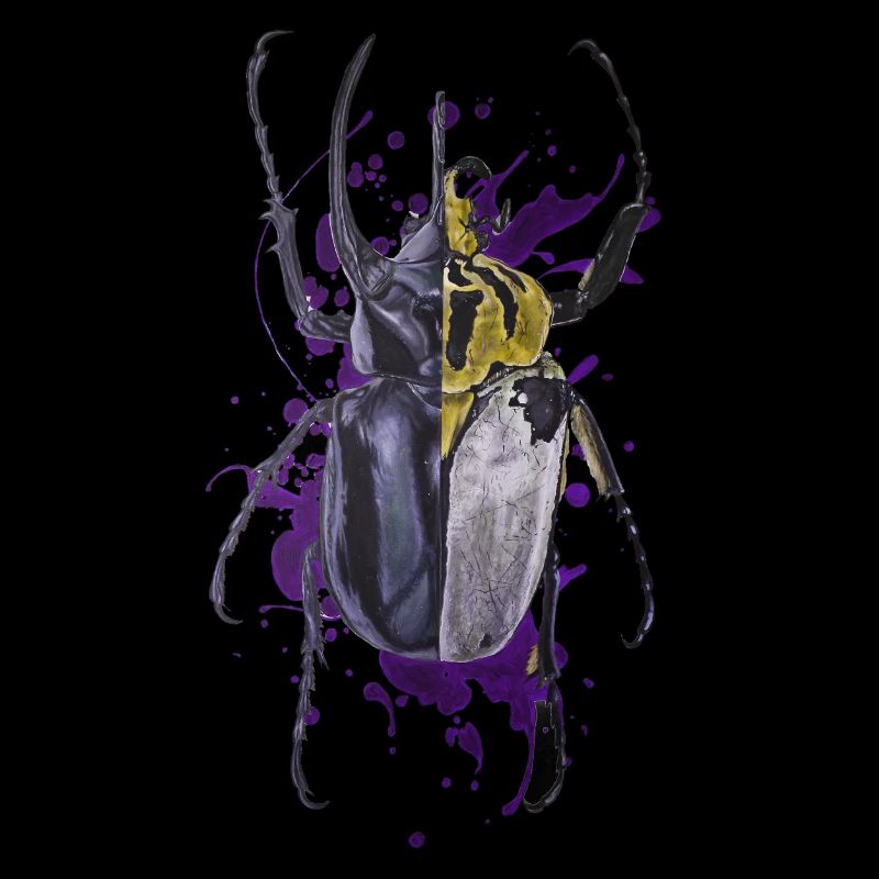 Coleoptera beetle beetle insect