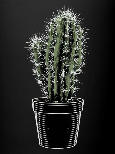 Cactus dans un pot noir