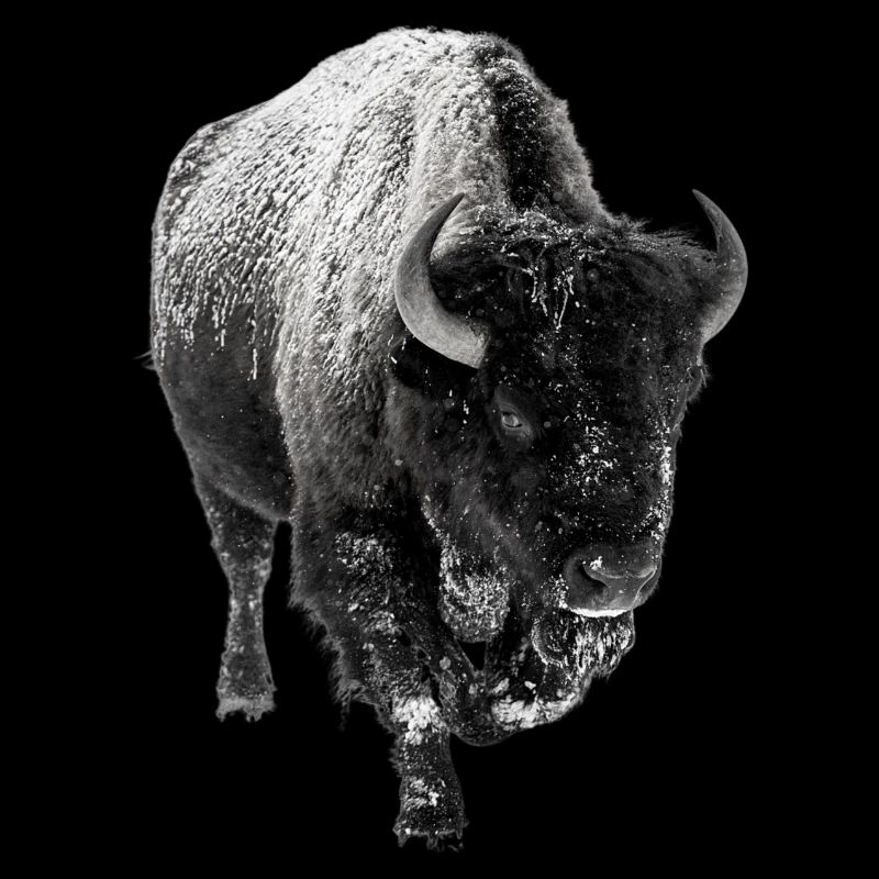 Bison