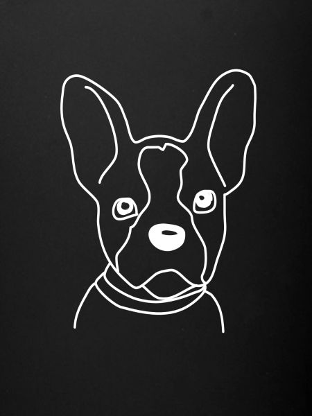 Boston Terrier