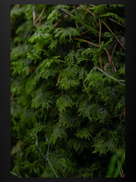 Nordic Moss