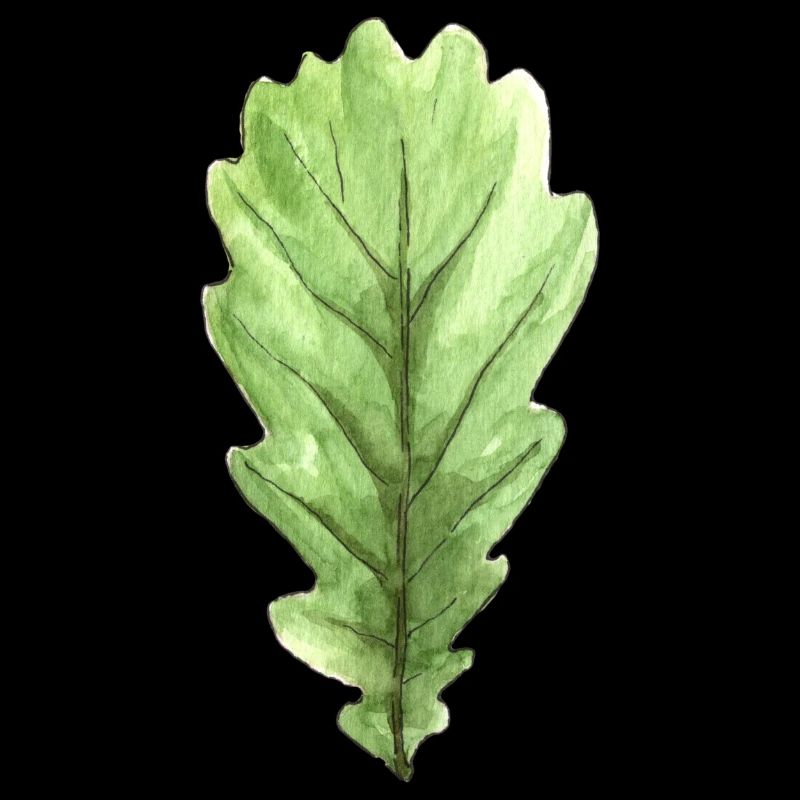 Blatt einer Eiche
