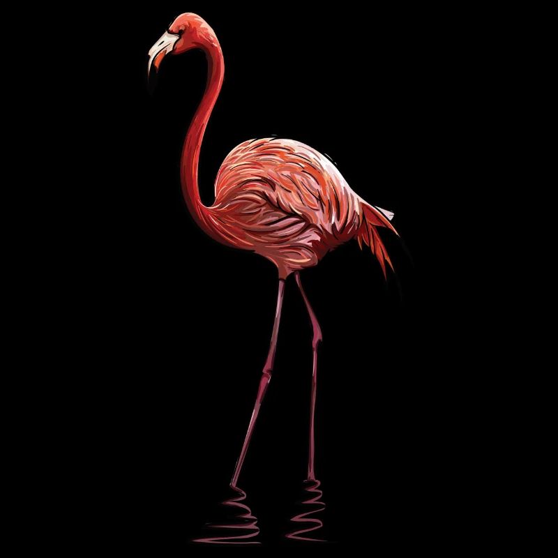 Flamingo