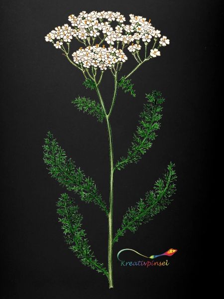 Achillée