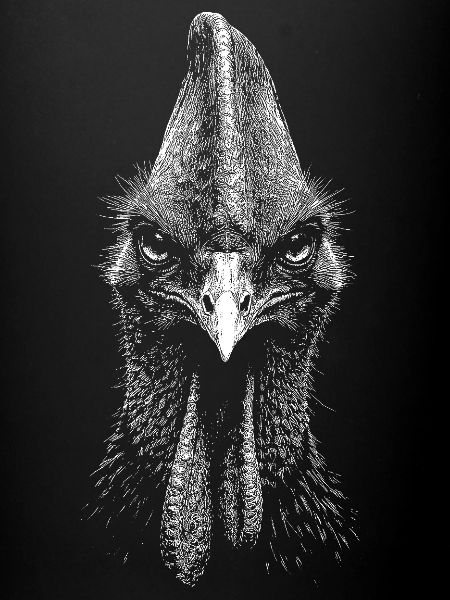 Cassowary